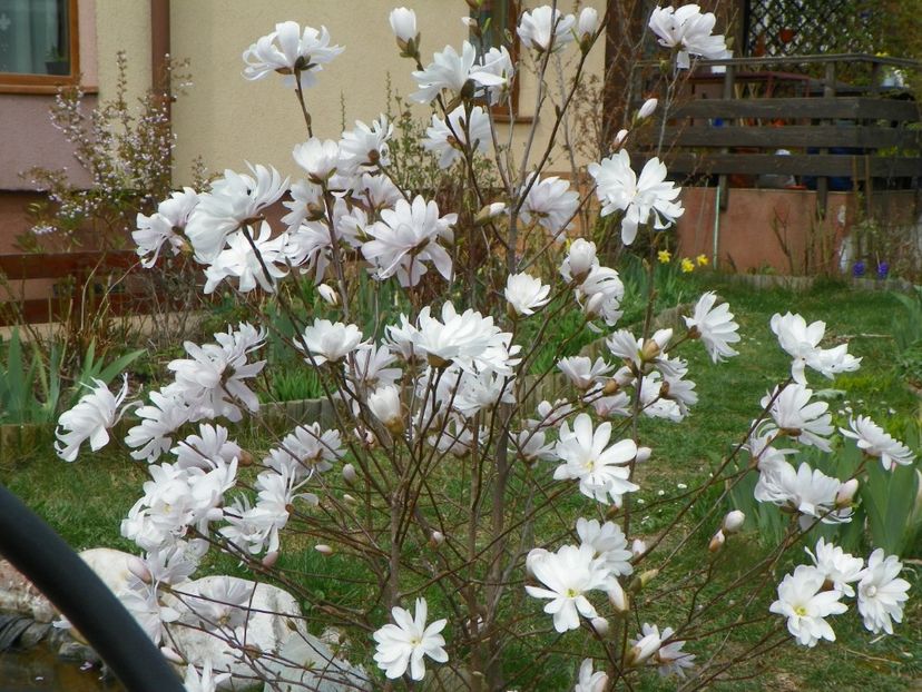 magnolia stellata - Copacei si arbusti 2017