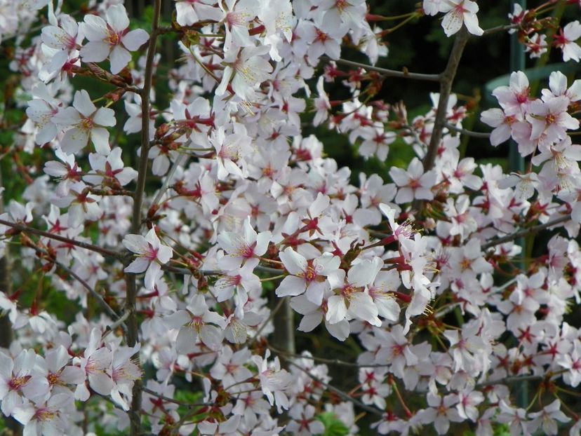 prunus kurilensis Ruby - Copacei si arbusti 2017