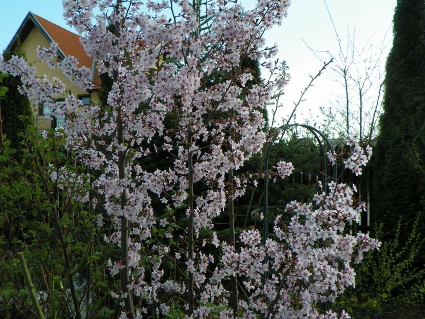 prunus kurilensis Ruby - Copacei si arbusti 2017