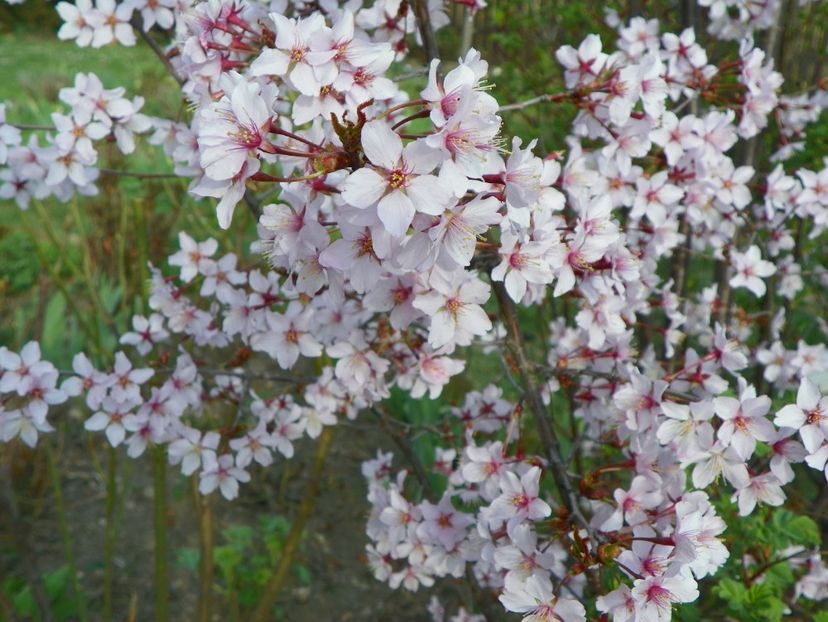 prunus kurilensis Ruby - Copacei si arbusti 2017