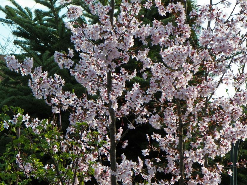 prunus kurilensis Ruby - Copacei si arbusti 2017