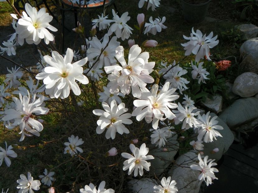 magnolia stellata - Copacei si arbusti 2017