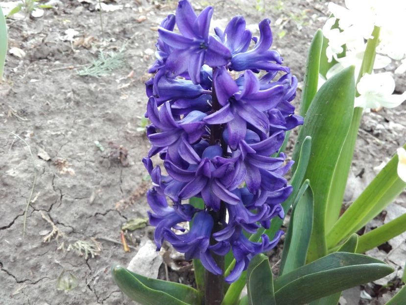  - ALTE FLORI
