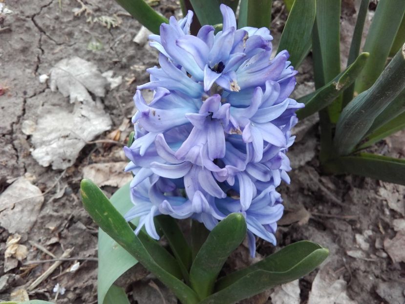  - ALTE FLORI