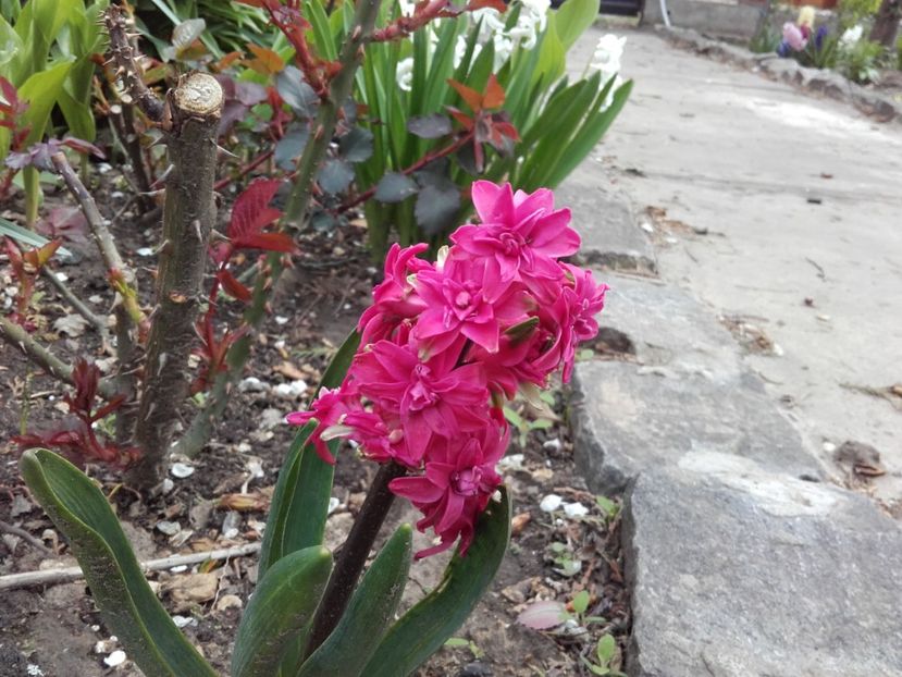  - ALTE FLORI