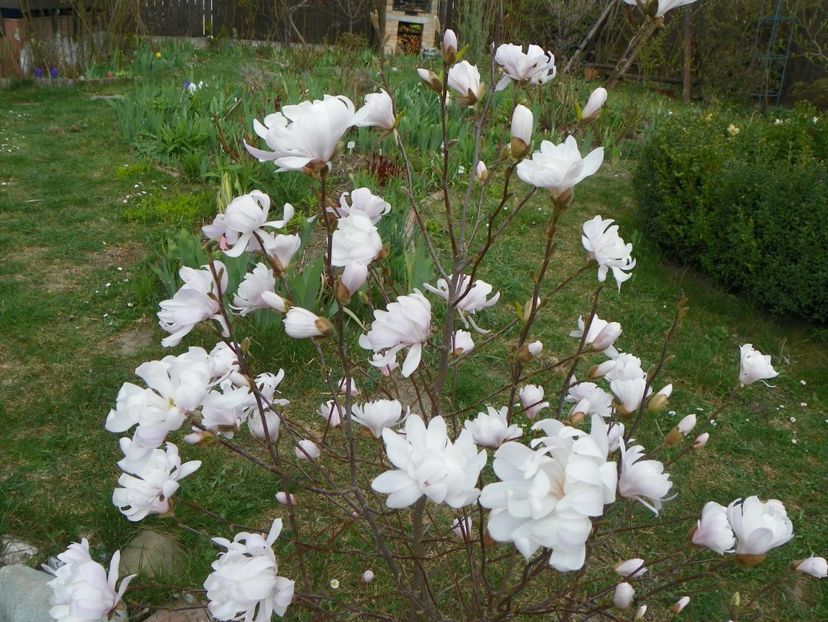 magnolia stellata - Copacei si arbusti 2017
