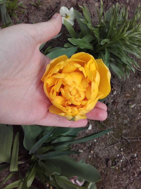  - ALTE FLORI