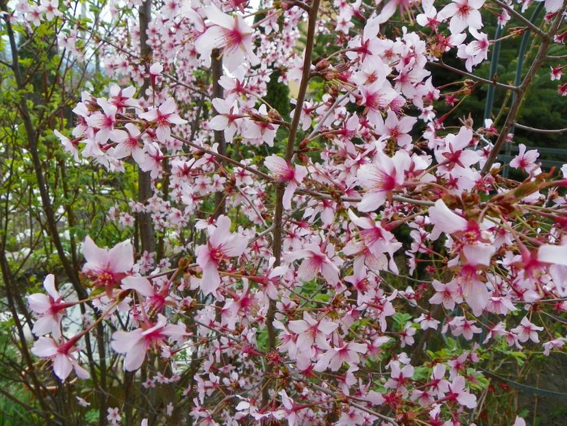prunus kurilensis Ruby - Copacei si arbusti 2017
