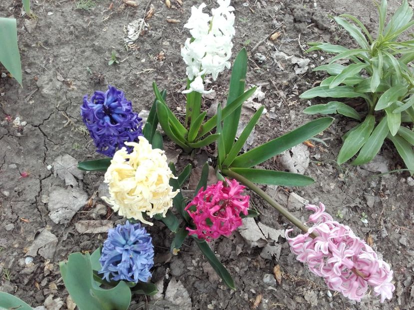  - ALTE FLORI