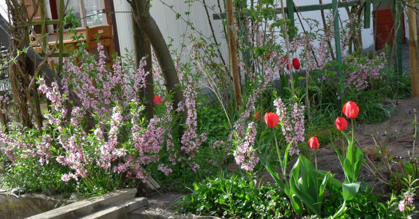 P2060779 - 2017 - 01 - Primavara