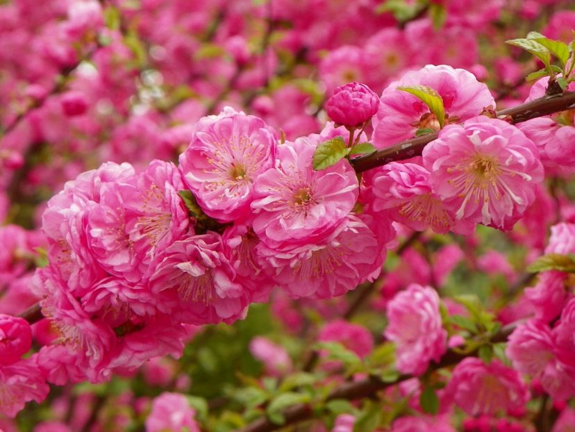 prunus triloba - Copacei si arbusti 2017