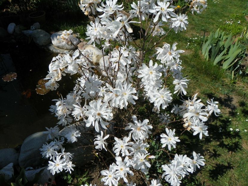 magnolia stellata - Copacei si arbusti 2017