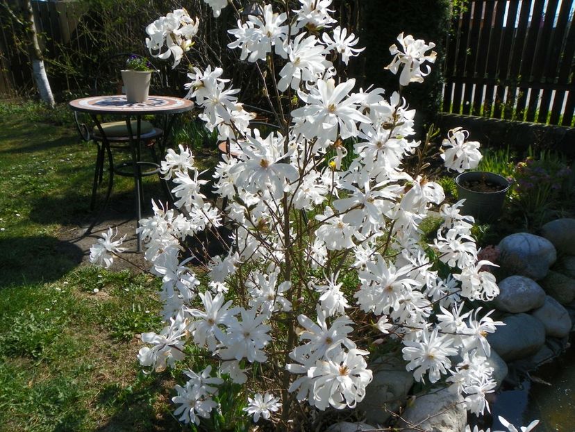 magnolia stellata - Copacei si arbusti 2017
