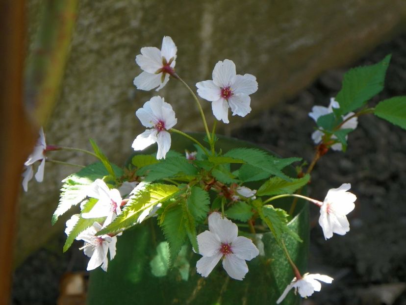 prunus nipponica Brilliant - Copacei si arbusti 2017