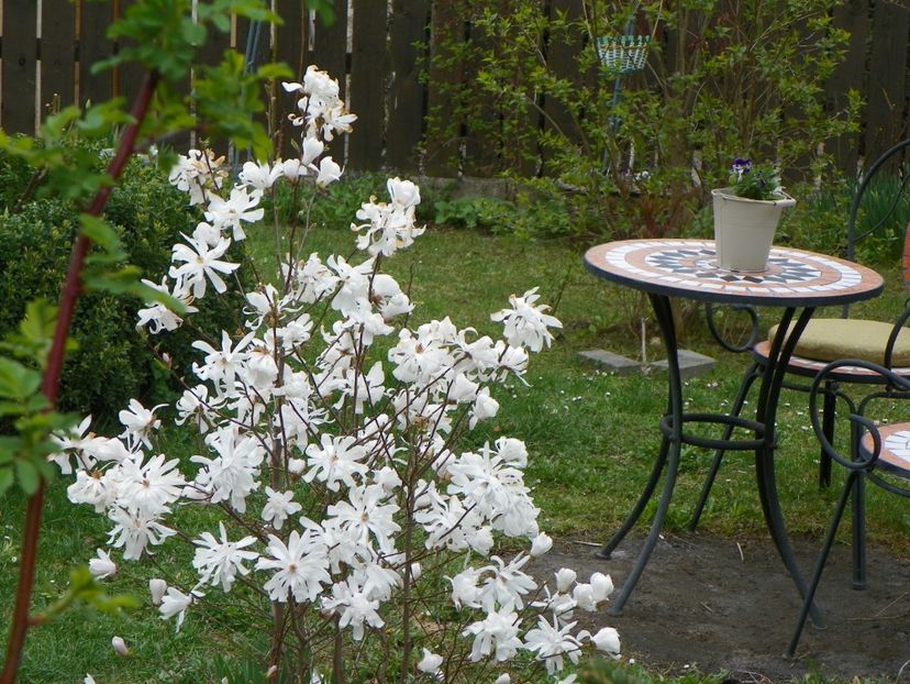 11 apr (50) - Gradina 2017