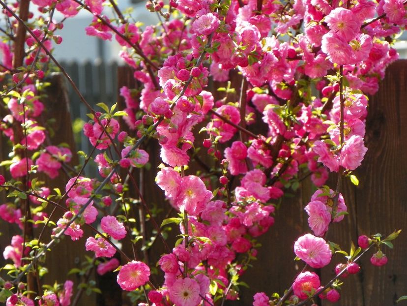 prunus triloba - Copacei si arbusti 2017