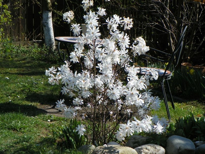 11 apr (6) - Gradina 2017