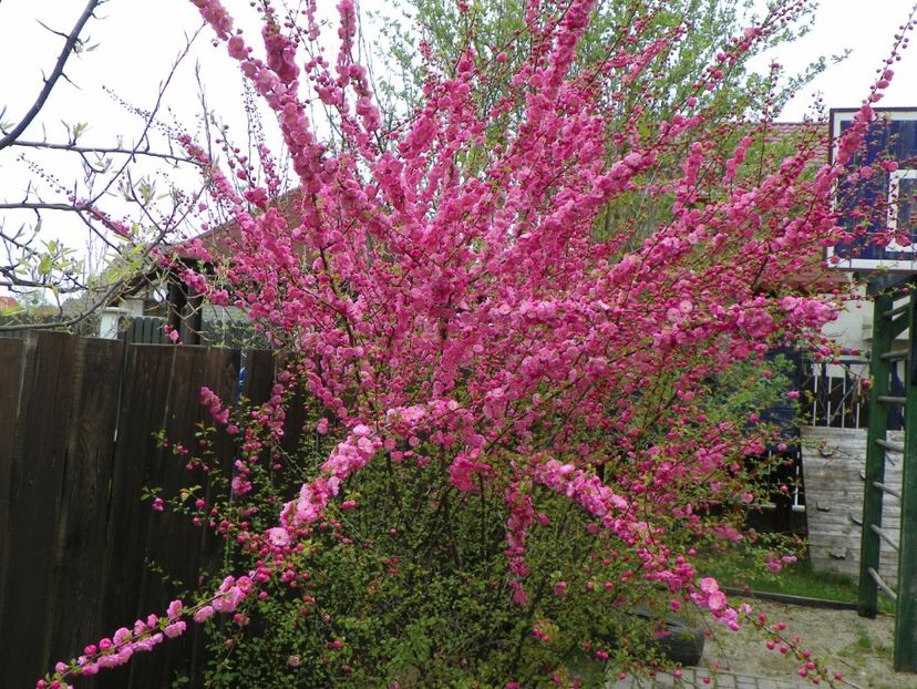 prunus triloba - Copacei si arbusti 2017