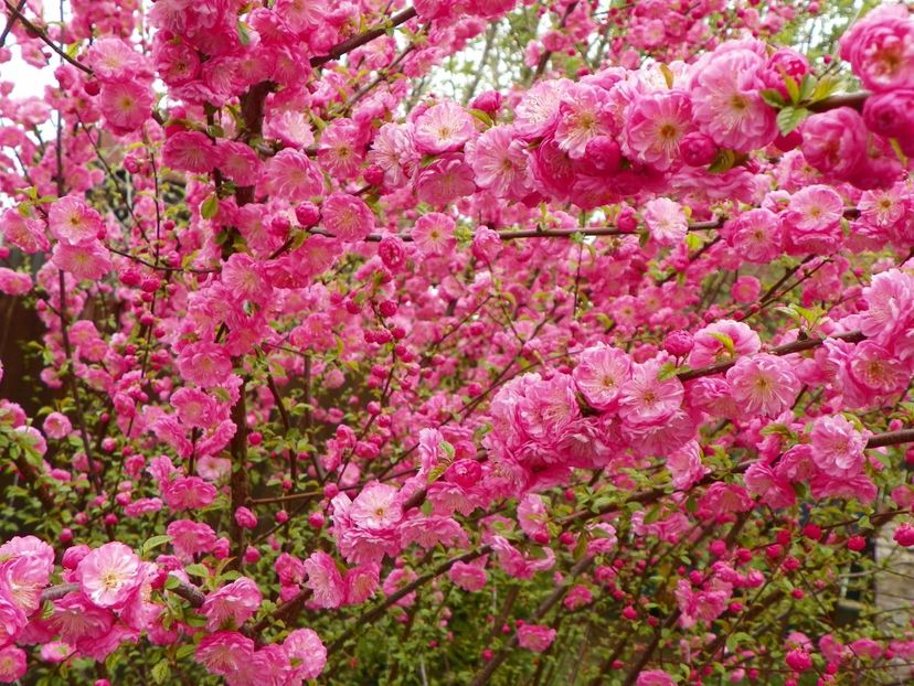 prunus triloba - Copacei si arbusti 2017
