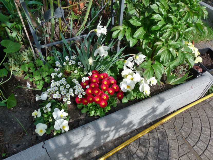 P2060761 - 2017 - 01 - Primavara