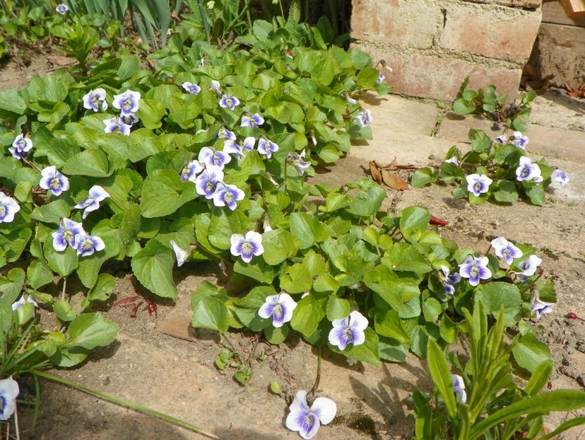 viola sororia Hungarian Beauty - Primavara 2017