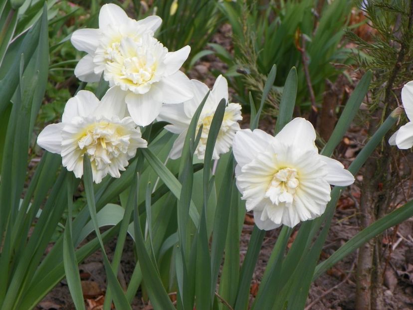 narcise Ice King - Primavara 2017