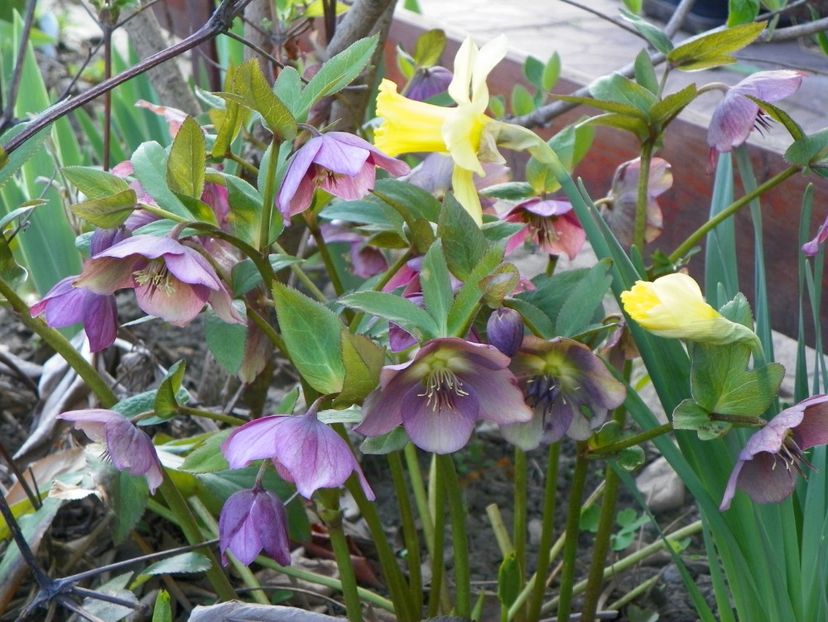 helleborus orientalis - Primavara 2017