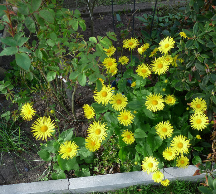 P2060773 - 2017 - 01 - Primavara