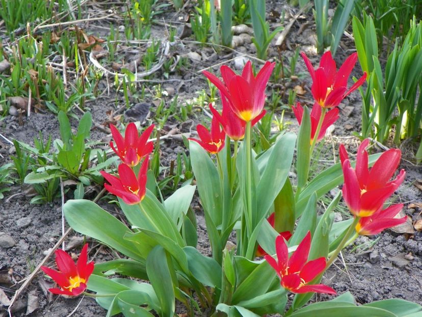 tulipa Scarlet Baby - Primavara 2017