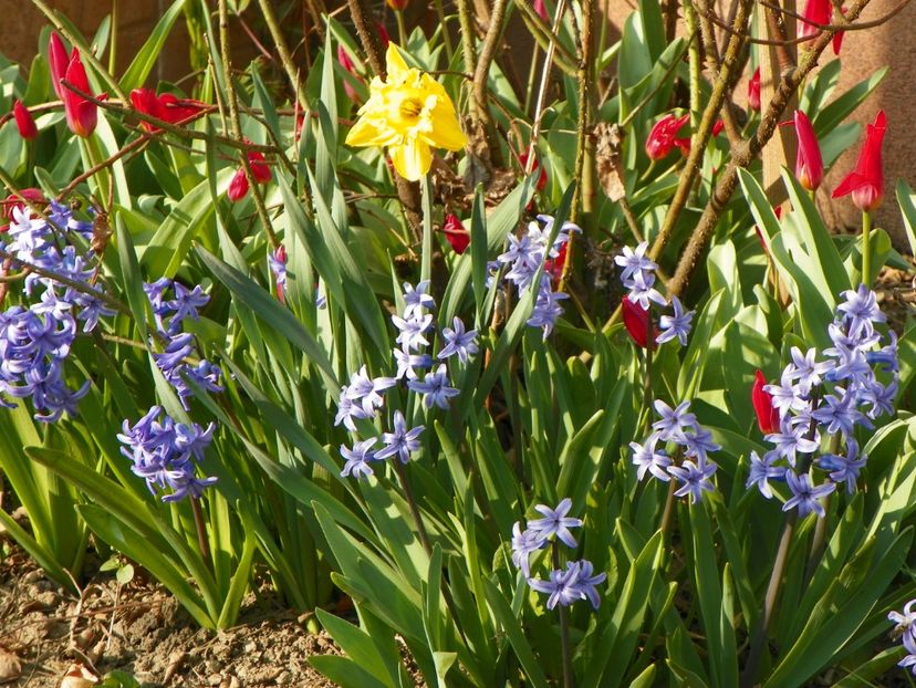 7 apr (18) - Primavara 2017