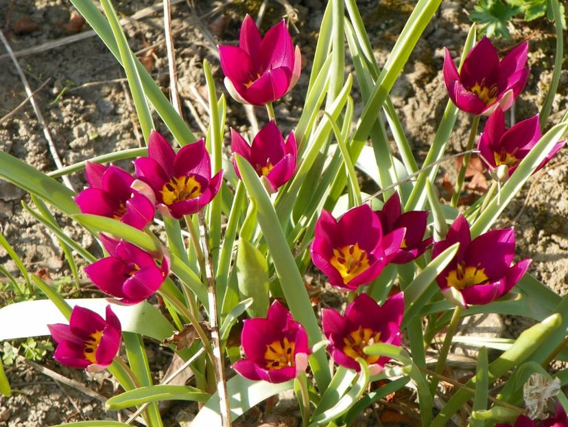 tulipa Persian Pearl - Primavara 2017