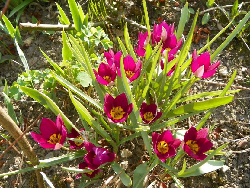 tulipa Persian Pearl - Primavara 2017