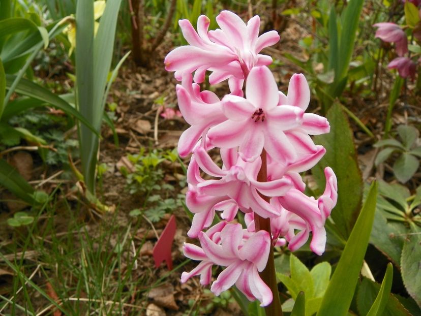 7 apr (43) - Primavara 2017