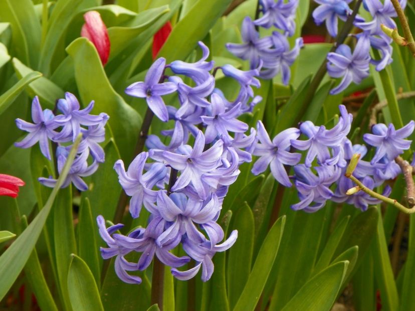 7 apr (47) - Primavara 2017