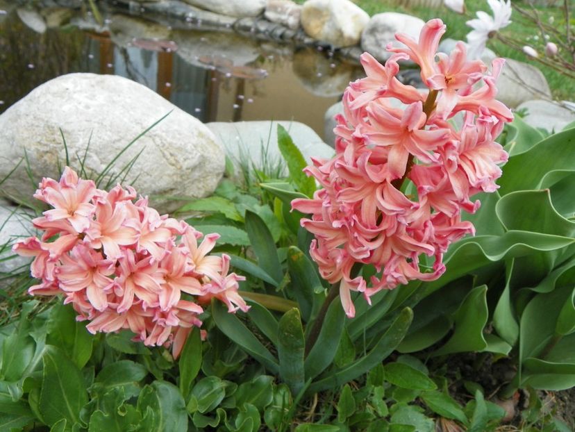 zambile Gipsy Queen - Primavara 2017