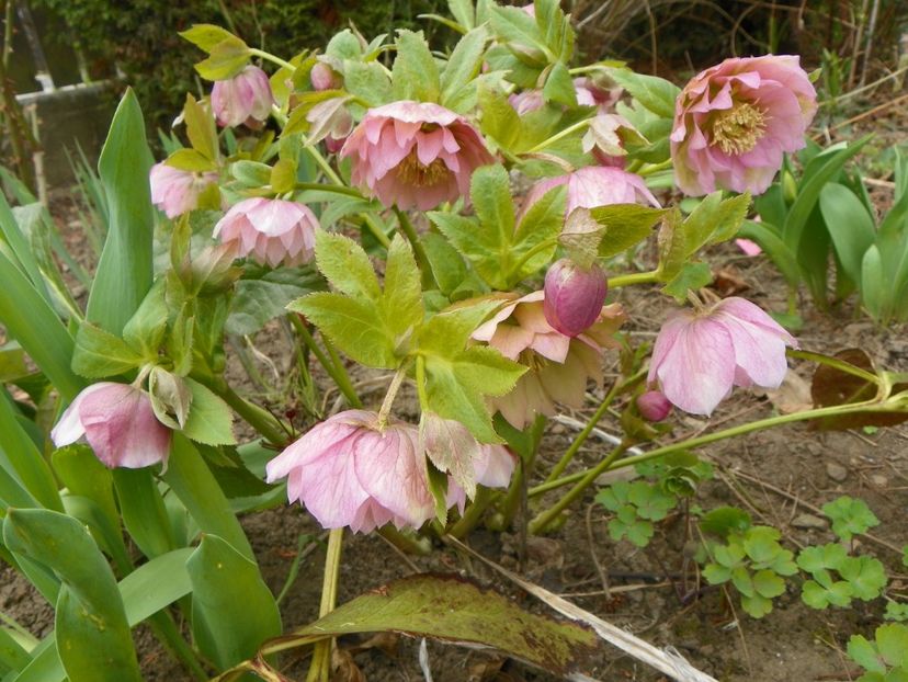helleborus Double Ellen Pink - Primavara 2017