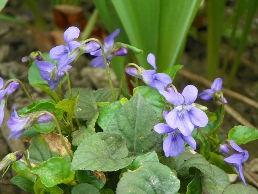 viola Konigin Charlotte - Primavara 2017