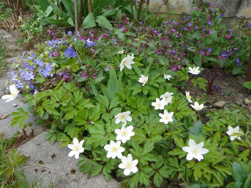 7 apr (56) - Primavara 2017