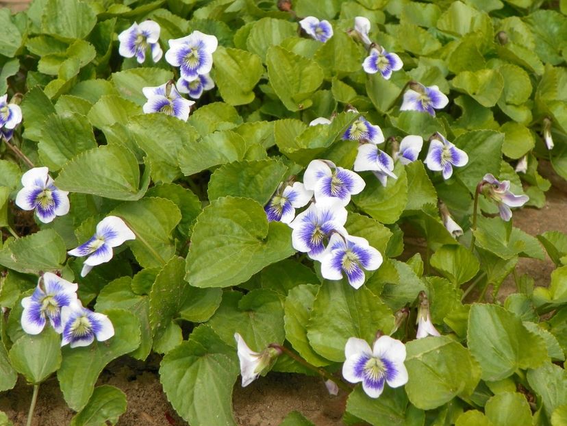 viola sororia Hungarian Beauty - Primavara 2017