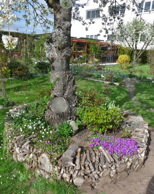 P2060793 - 2017 - 01 - Primavara