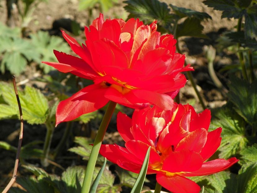 tulipa Abba - Primavara 2017