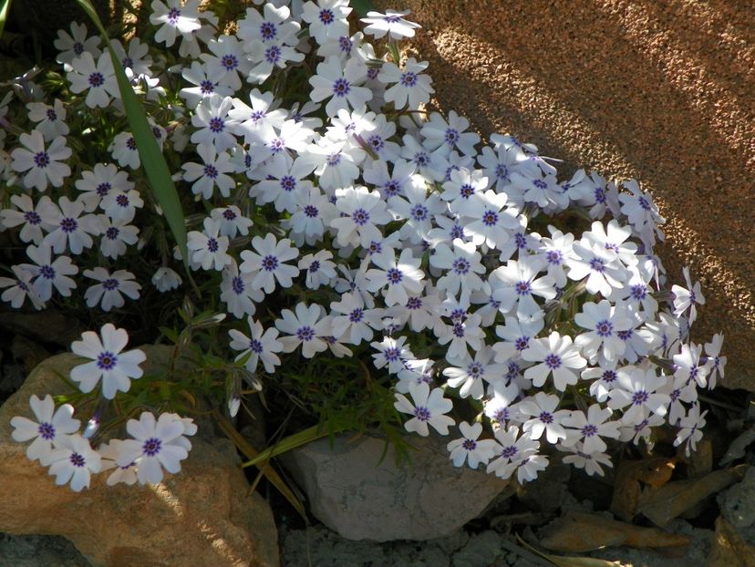 phlox subulata Bavaria - Primavara 2017