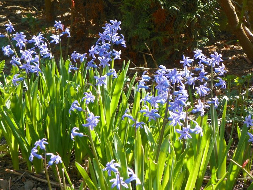 11 apr (8) - Primavara 2017