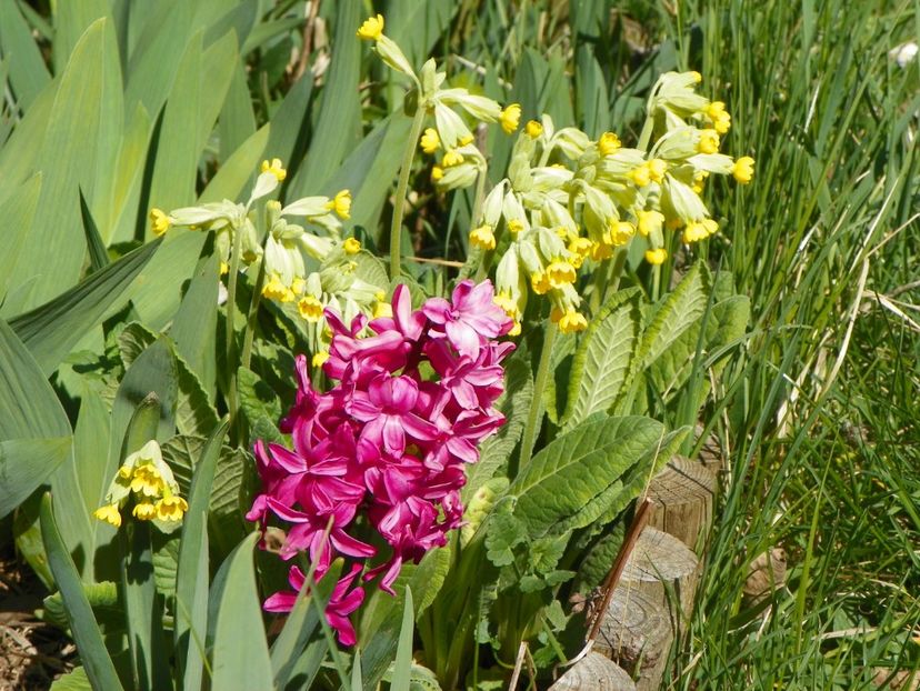 11 apr (10) - Primavara 2017