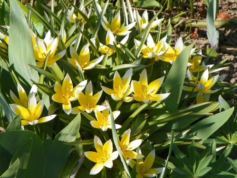 tulipa tarda - Primavara 2017