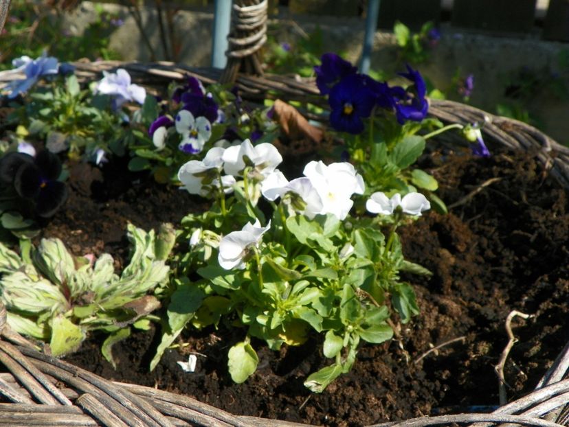 11 apr (15) - Primavara 2017