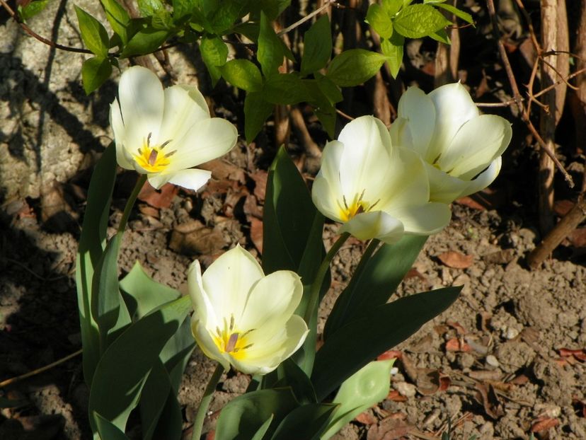 tulipa Purissima - Primavara 2017