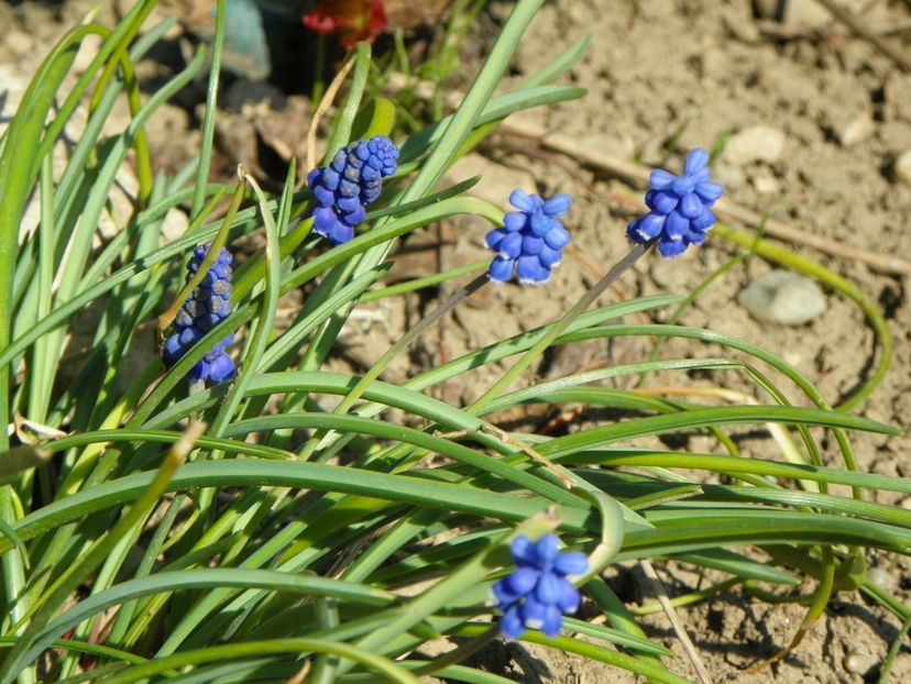 11 apr (19) - Primavara 2017