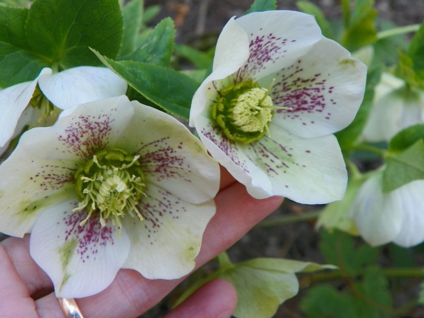 helleborus White Lady Spotted - Primavara 2017