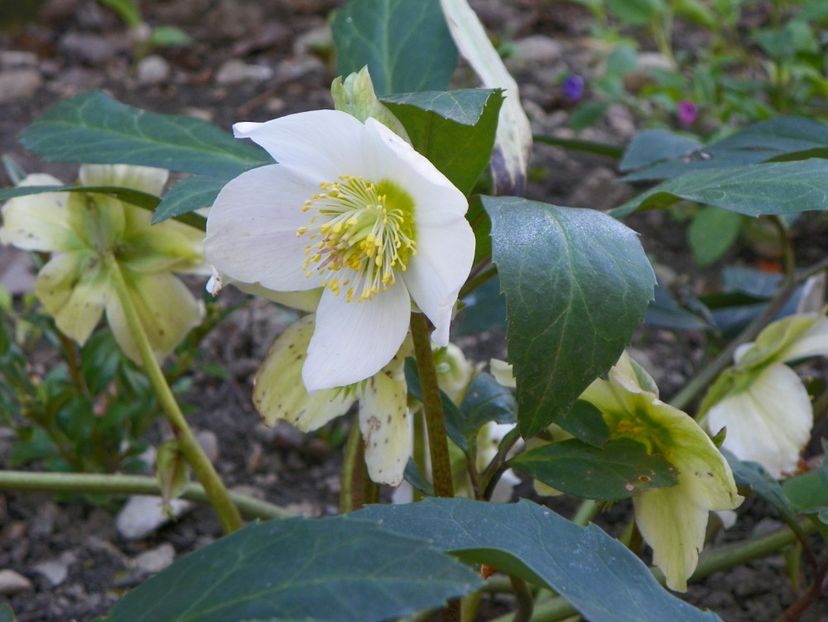 helleborus niger - Primavara 2017